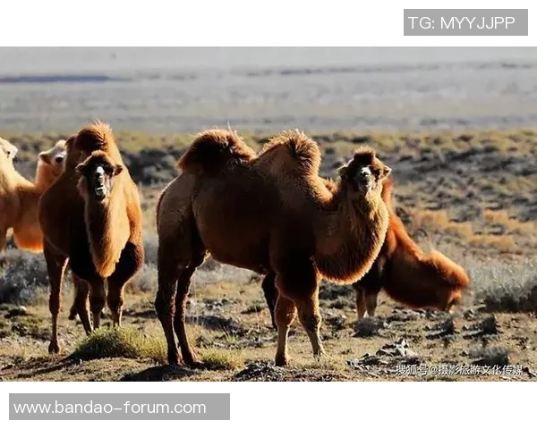 足球场上的奇葩瞬间十大趣事揭秘让你捧腹大笑的足球奇闻轶事 足球场上的奇葩瞬间十大趣事揭秘让你捧腹大笑的足球奇闻轶事